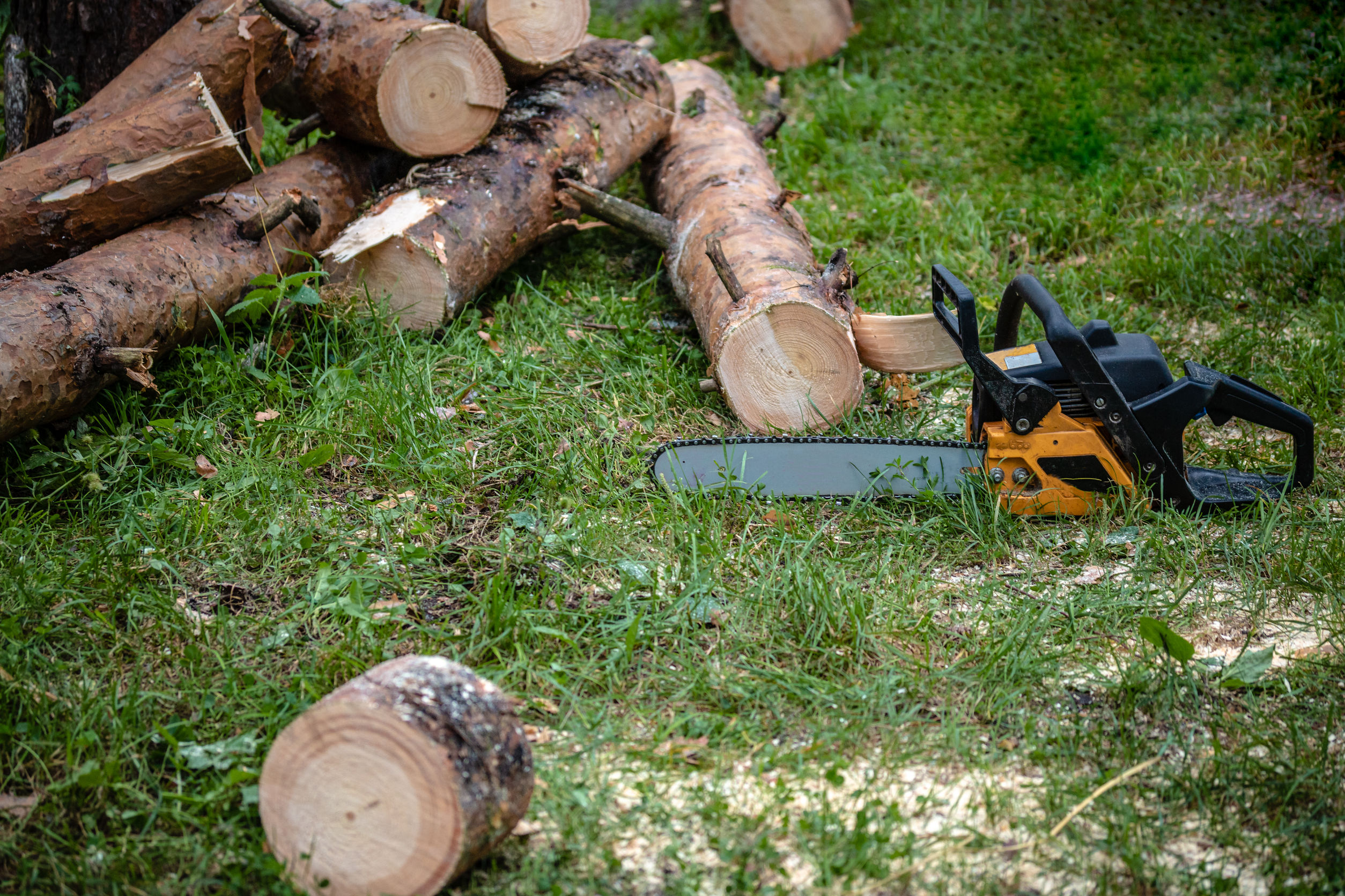 Arborist Ljungby