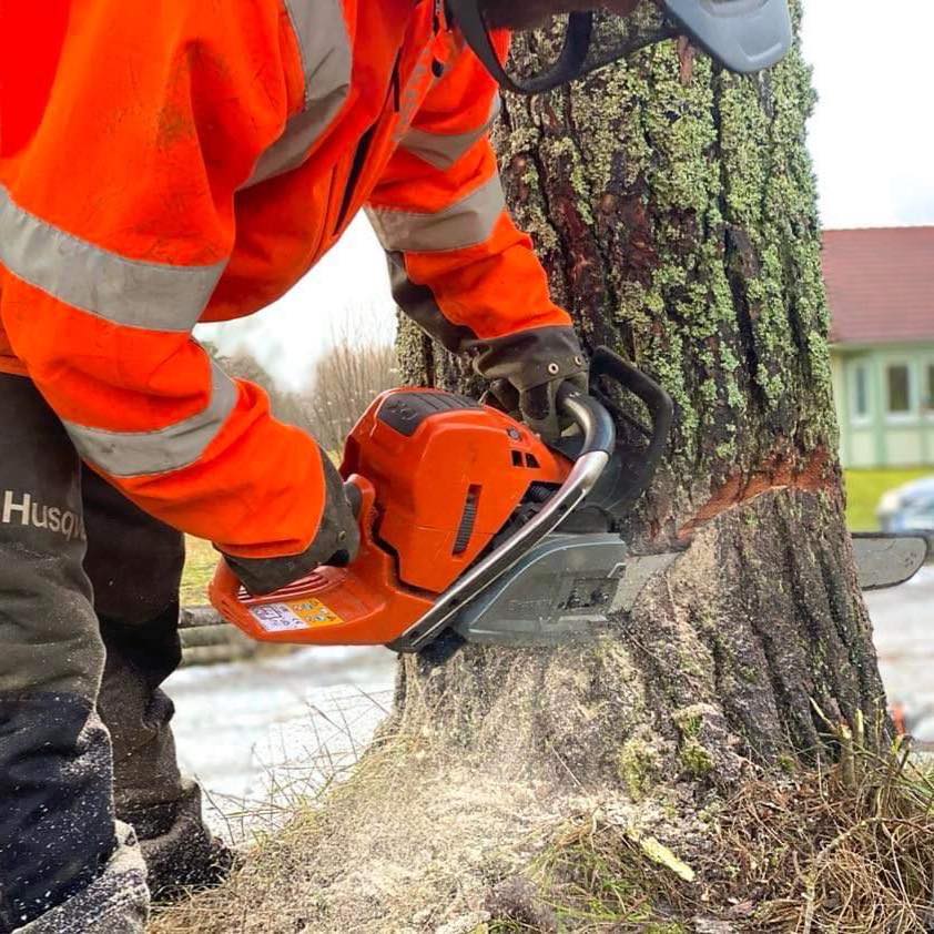 Trädfällning Värnamo