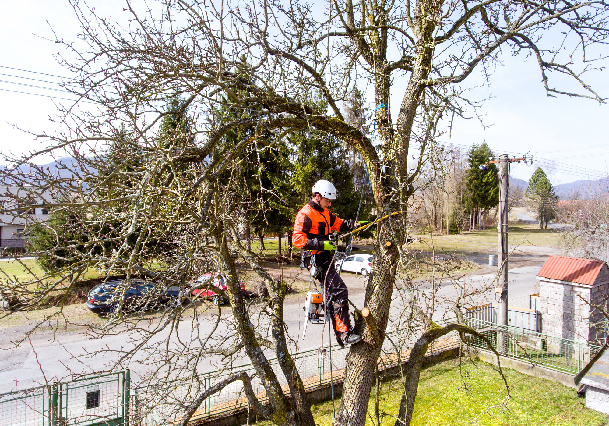 Arborist Ljungby